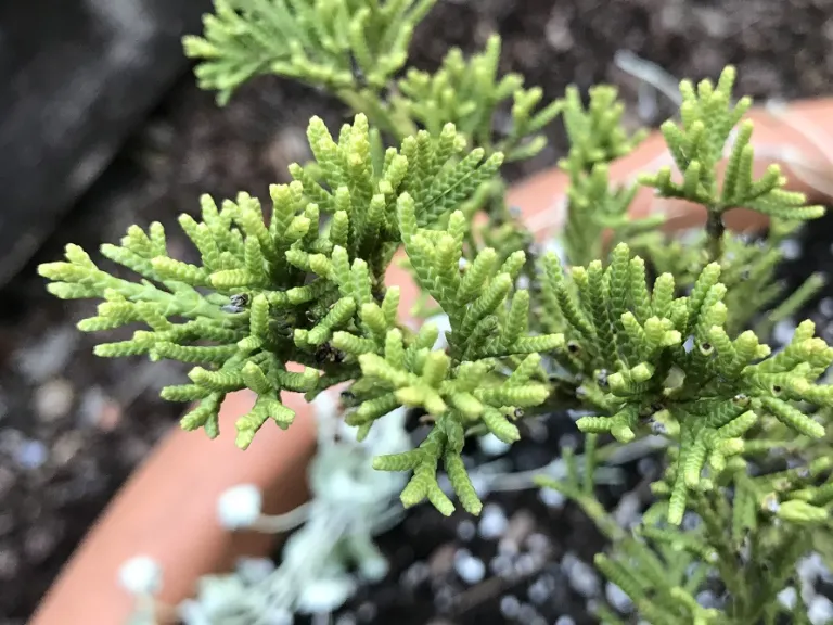 Juniperus chinensis 'Parsonii' scales