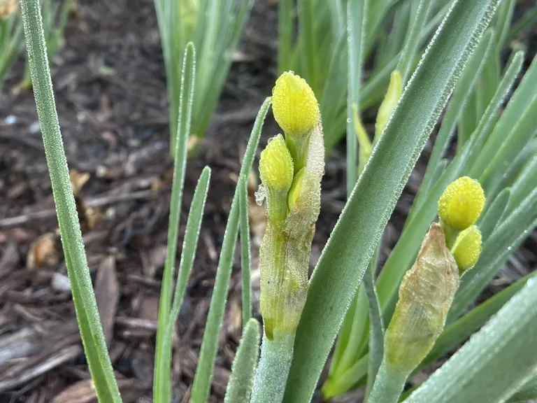 Narcissus 'Martinette' flower buds