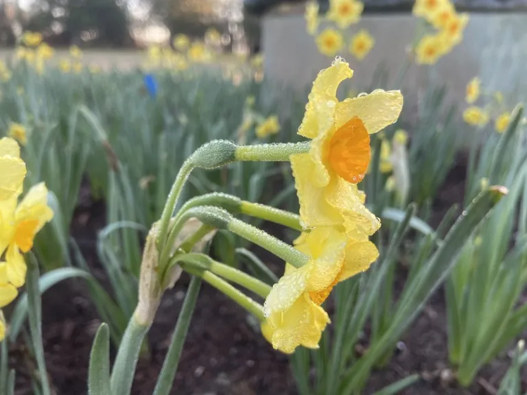 Narcissus 'Martinette' flower
