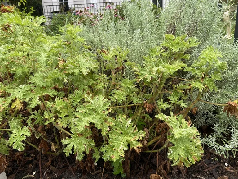 Pelargonium 'Citrosa' habit