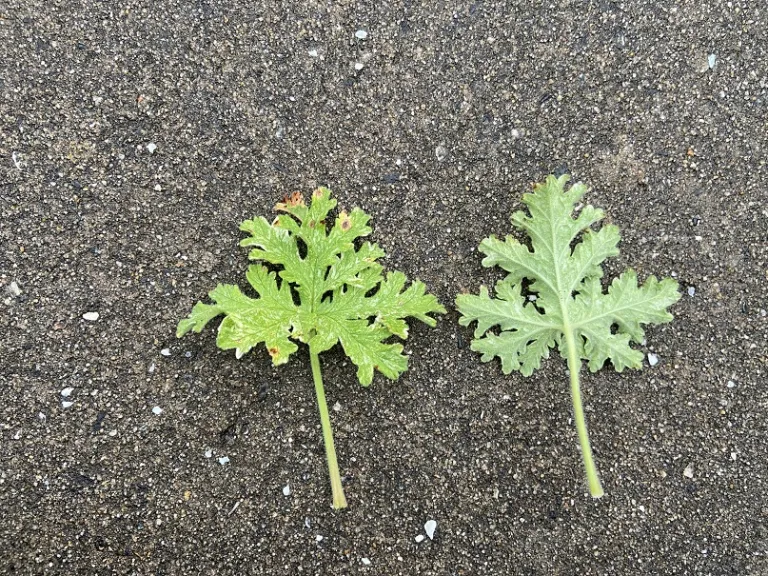 Pelargonium 'Citrosa' leaf front and back