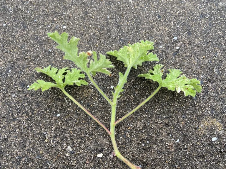 Pelargonium 'Citrosa' stem
