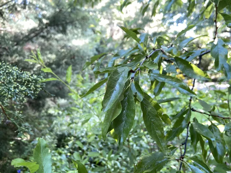 Prunus angustifolia 'Guthrie' foliage