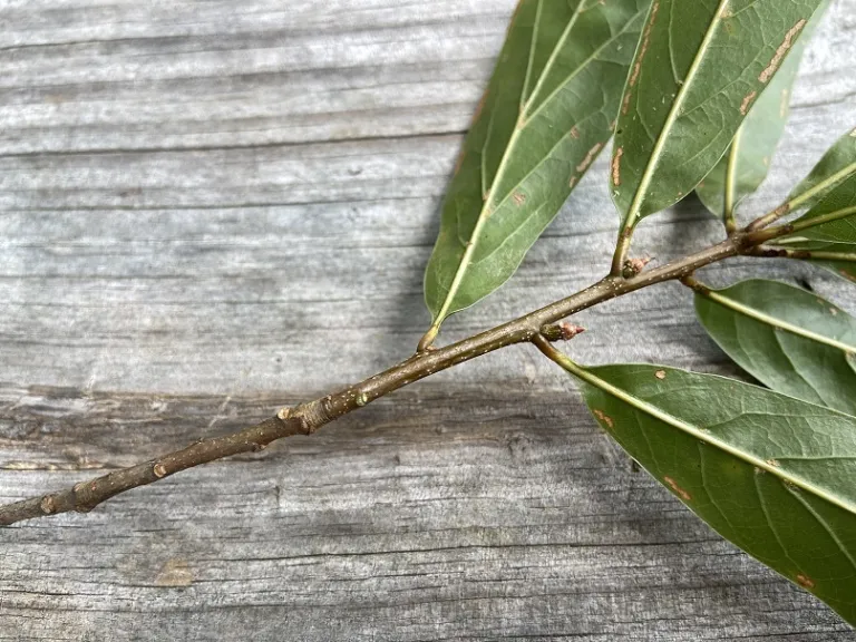 Quercus nigra stem