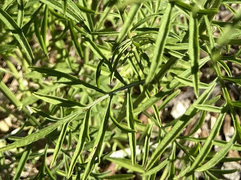 Ratibida columnifera leaf
