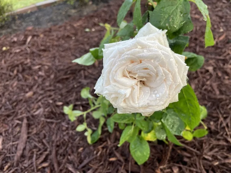 Rosa 'KORberonem' (Madame Anisette™ Parfuma®) flower