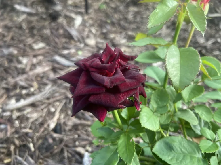 Rosa 'KORhocsel' (Abracadabra) flower