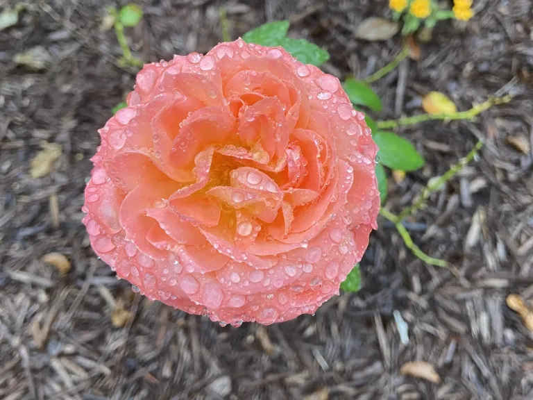 Rosa 'KORliolow' (Queen Of Hearts™) flower