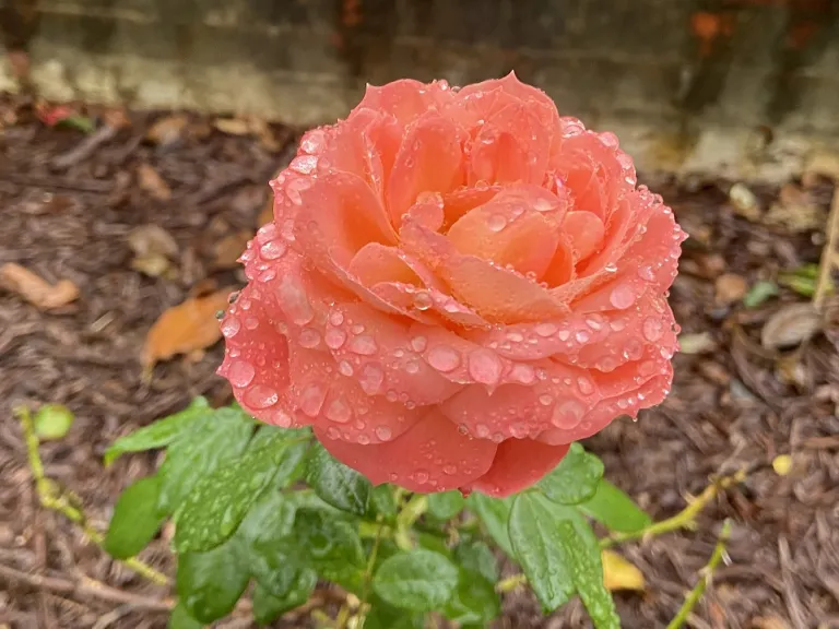 Rosa 'KORliolow' (Queen Of Hearts™) flower