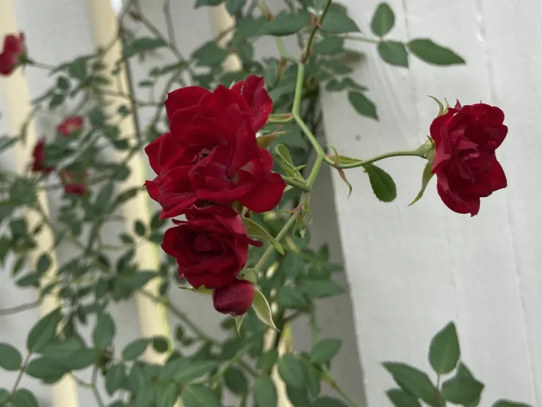 Rosa 'MOORcap' (Red Cascade) flower