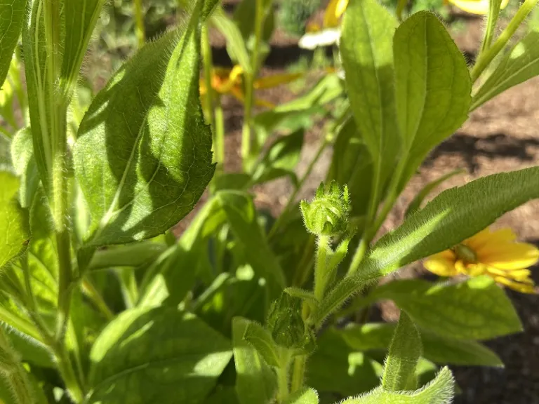 Rudbeckia hirta 'Prairie Sun' flower bud