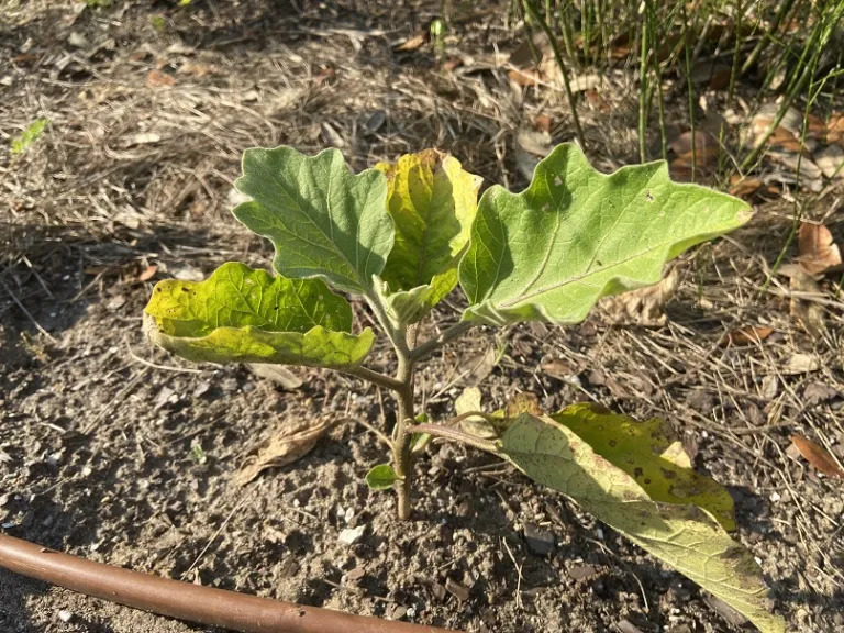 Solanum melongena 'Black Beauty' early habit