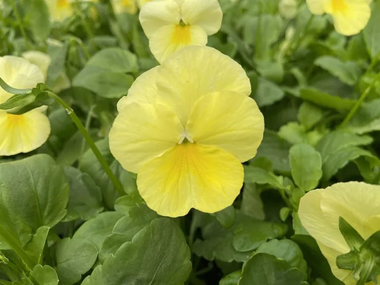 Viola ×wittrockiana 'PAS1077341' (Cool Wave® Lemon) flower