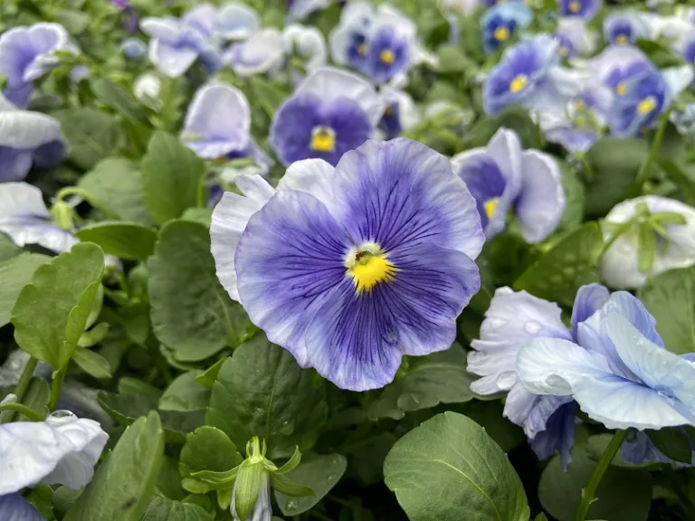 Viola × wittrockiana 'Spring Grandio Silver Blue' flower