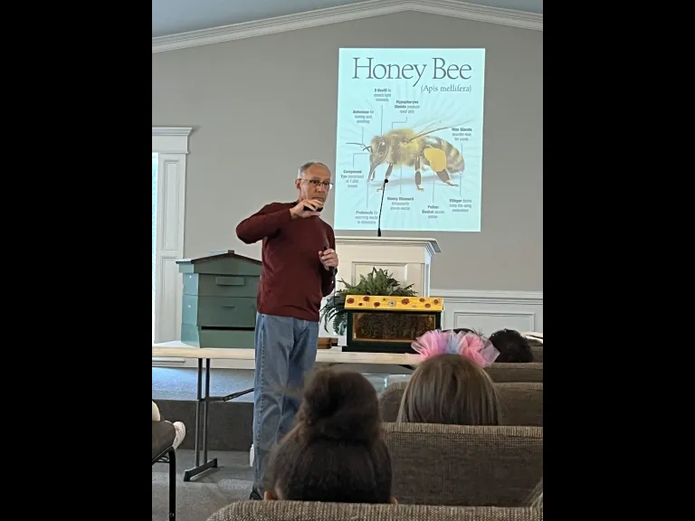 Tom Francis - Honey Bee talk