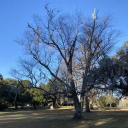 Betula nigra winter habit