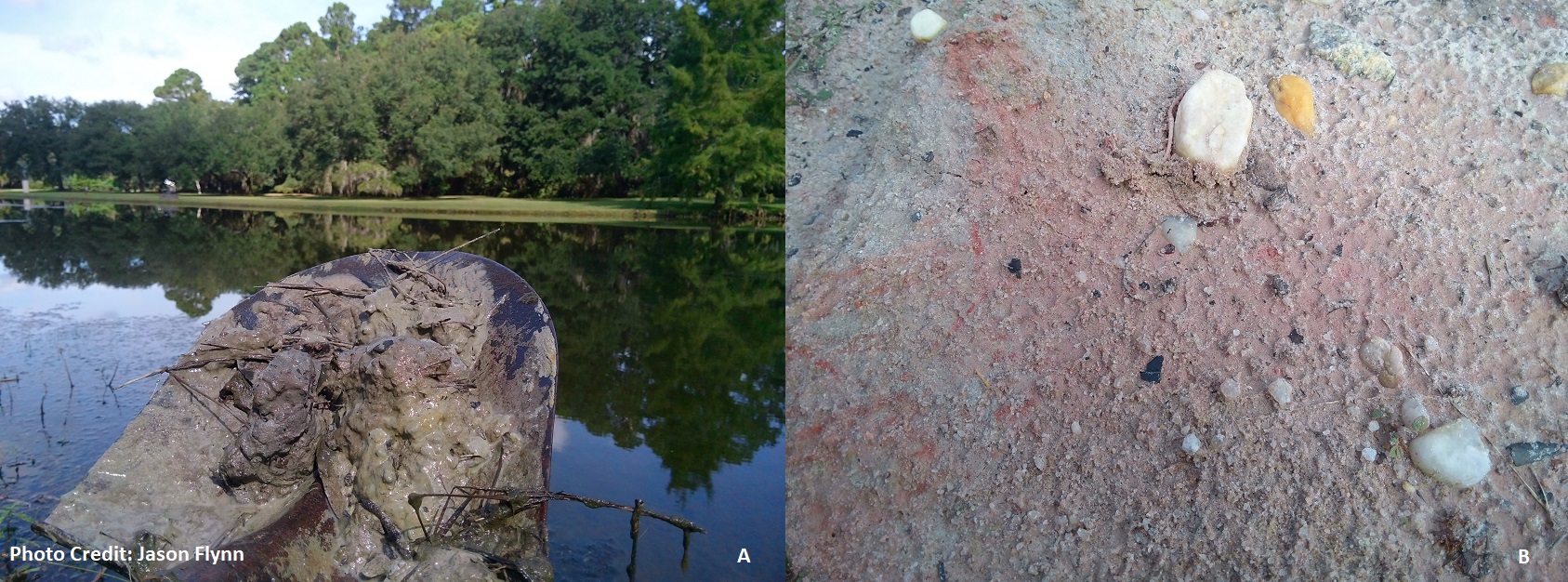 A) Sandy clay loam to clay loam subsoil type from recent Holocene deposits found at the base of the Jessamine Pond at Brookgreen Gardens near the Camellia Walk and Holliday Cottage. B) Middle Coastal Plain subsoil with citronelle gravels intermixed