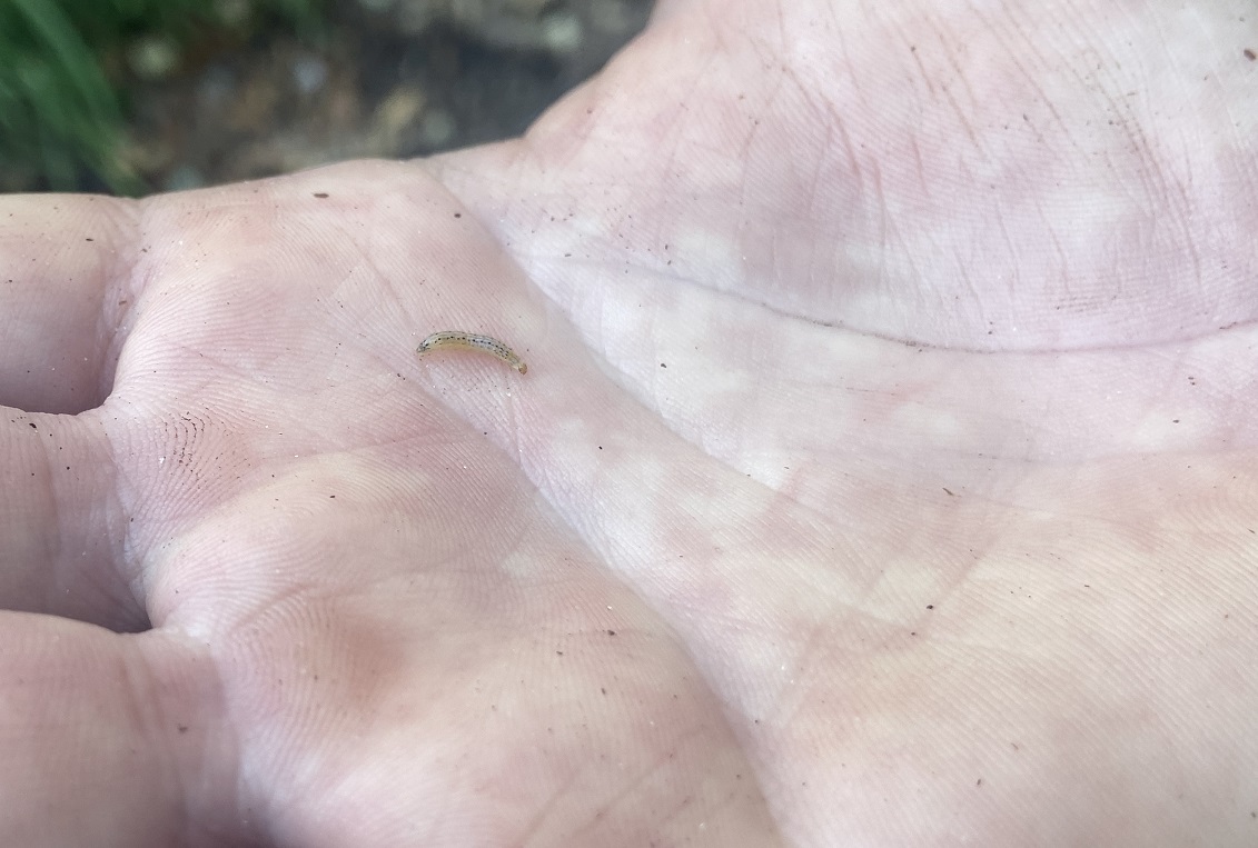 Southern purple mint mouth caterpillar on a hand.