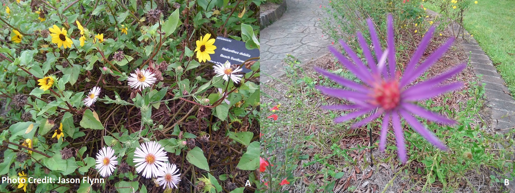 A)SC native climbing aster, crawling through a native beach sunflower. Both found in the wild exclusively in the coastal plain of SC. B)SC native Georgia aster found primarily in the Piedmont. A treat to see this rare, at-risk plant in its first bloom!