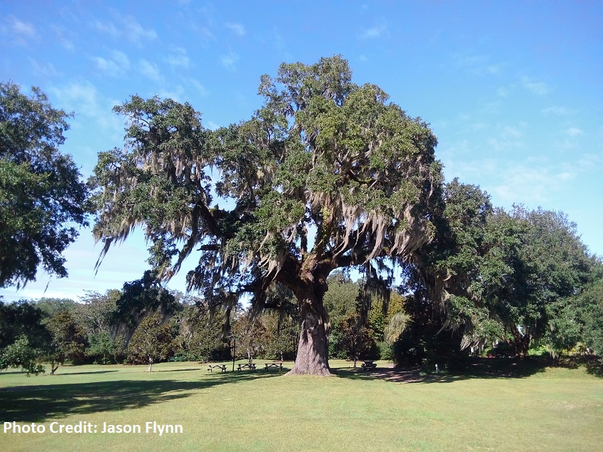 Constitution Oak at Brookgreen Gardens. This live oak atop a natural eolian (or wind shaped), sand dune, that formed from local sediments, mostly from well-rounded medium and fine-grained quartz sand from Brookgreen Creek and Waccamaw River.