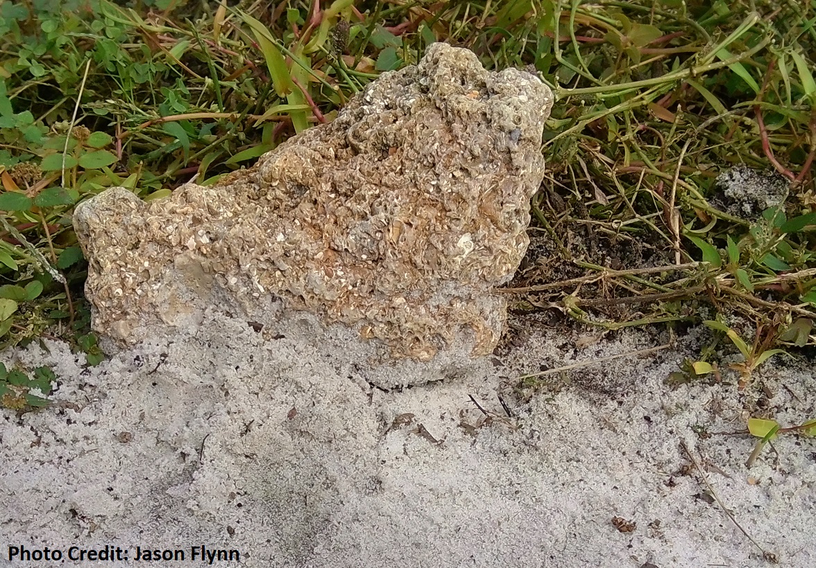 Exciting limestone coquina from Horry County with shell and marine fragments near the Carolina Bays rim sand – evidence of the ocean’s impacts on the Coastal Plain region! Exciting limestone coquina from Horry County with shell and marine fragments near the Carolina Bays rim sand – evidence of the ocean’s impacts on the Coastal Plain region!