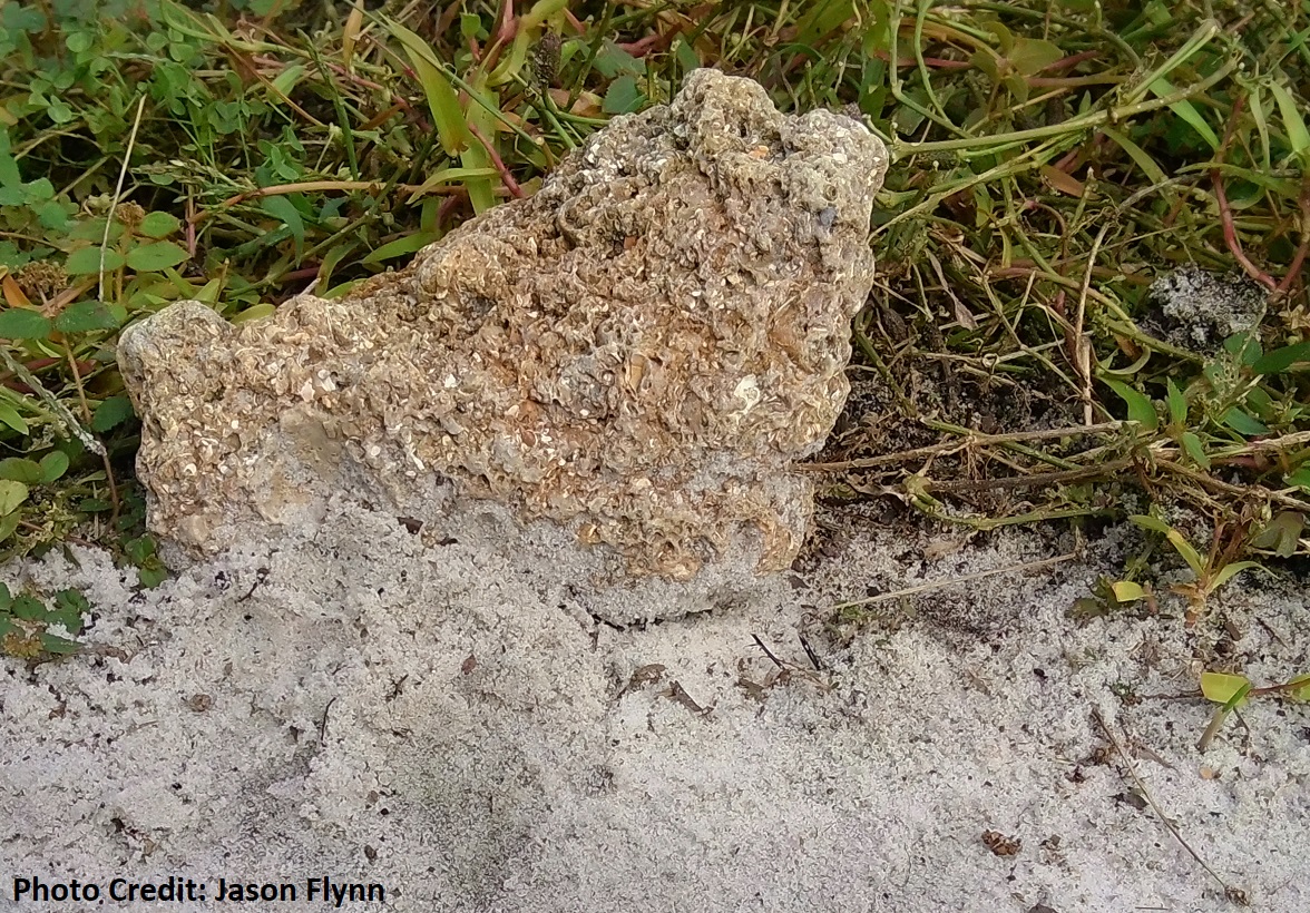 Exciting limestone coquina from Horry County with shell and marine fragments near the Carolina Bays rim sand – evidence of the ocean’s impacts on the Coastal Plain region!