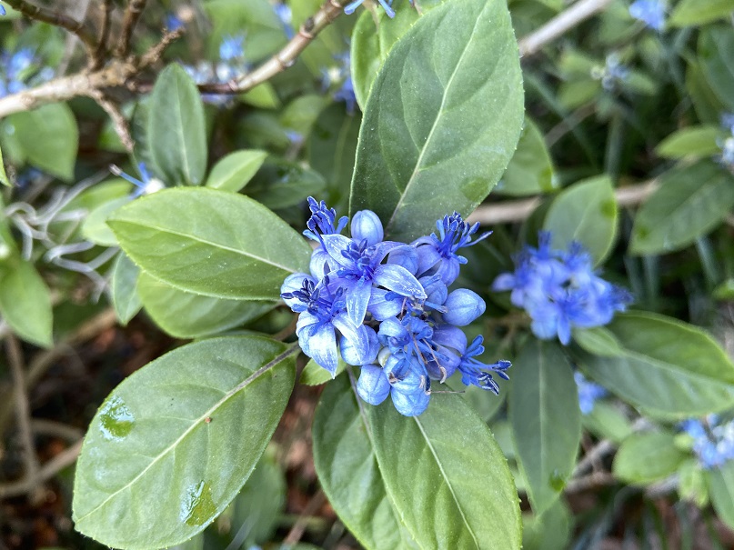 Dichroa febrifuga flower