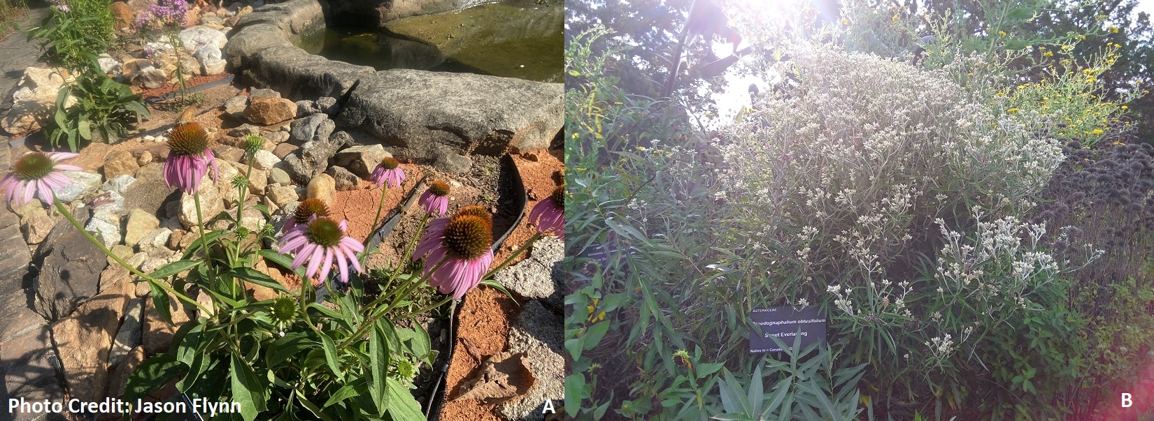 A)Purple coneflower – a beautiful SC native B)A plethora of native plants found in SC, clockwise: camphorweed, Appalachian mountain mint, eastern blue star, beach sunflower, and New York ironweed, all surrounding sweet everlasting plant (rabbit tobacco).