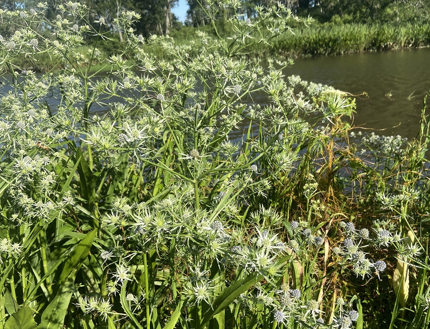 Blueflower eryngo growing along the Trail Beyond the Garden Wall