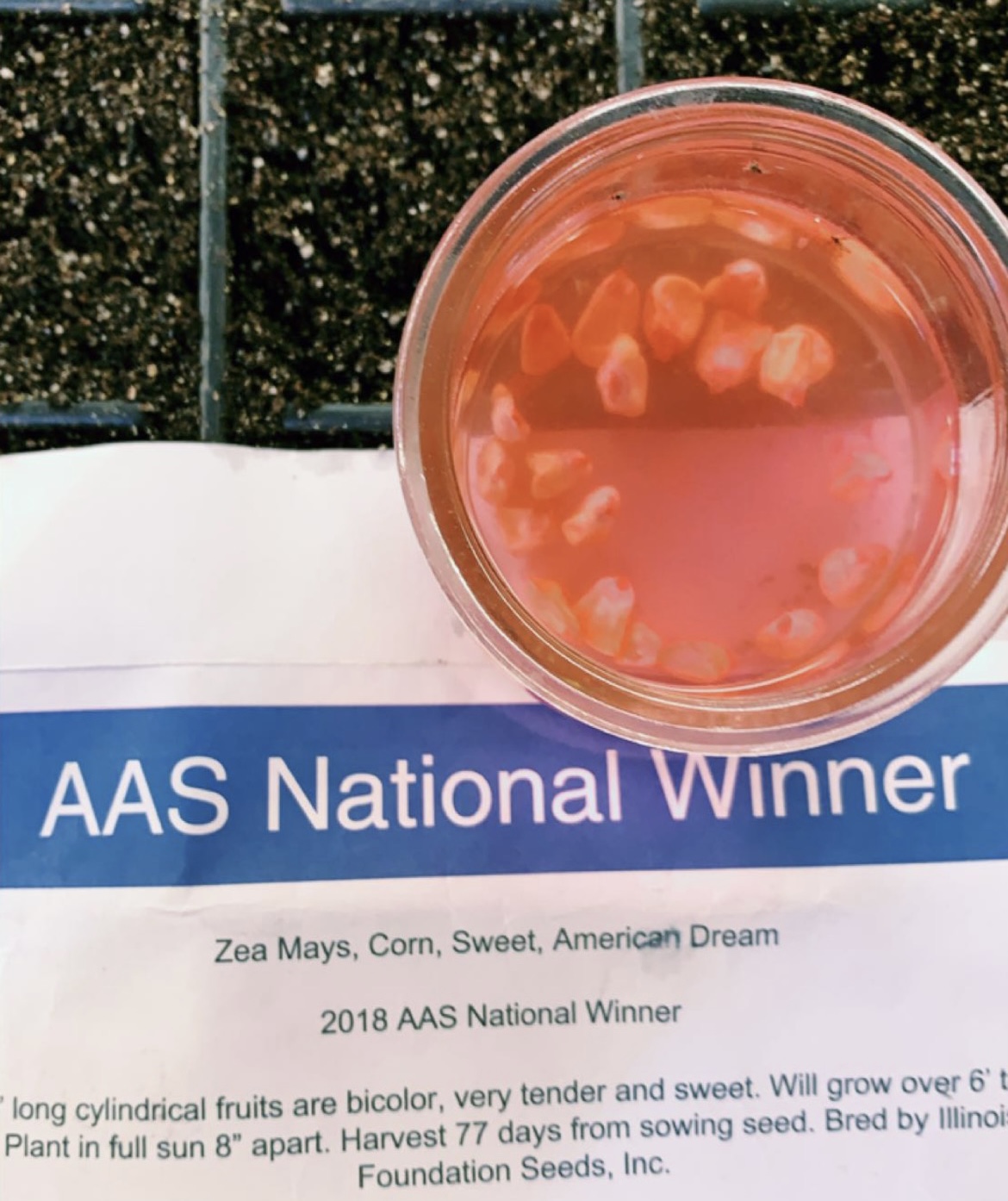 A glass jar holding corn soaking in pink water sits atop a planting tray with dirt. An envelope identifying the corn rests halfway down the tray.