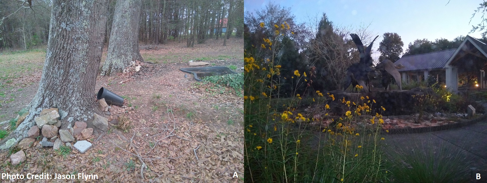 A) A few rocks from the Inner Piedmont from a family member’s former rock garden in Spartanburg that are on display. B) The SC Geologic Garden at the base of the Heron, Grouse, and Loon sculpture with swamp sunflowers in October 2021.
