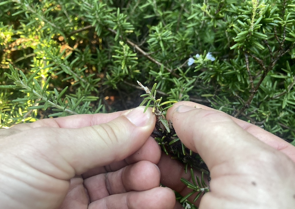 Removing southern purple mint caterpillar webbing by hand.