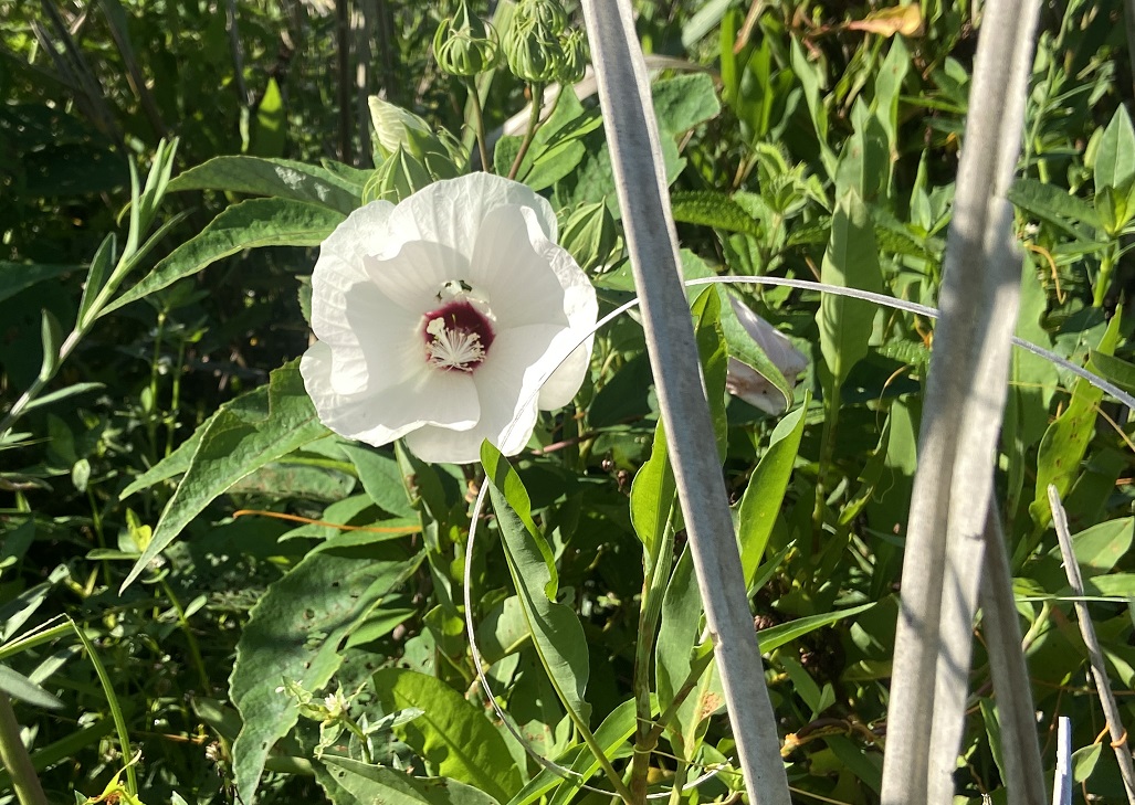 Hibiscus moscheutos flower growing naturally at the Trail Beyond the Garden Wall