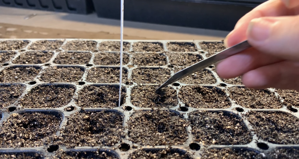 Dannie’s hand using tweezers to place a seed in a seed tray cell.