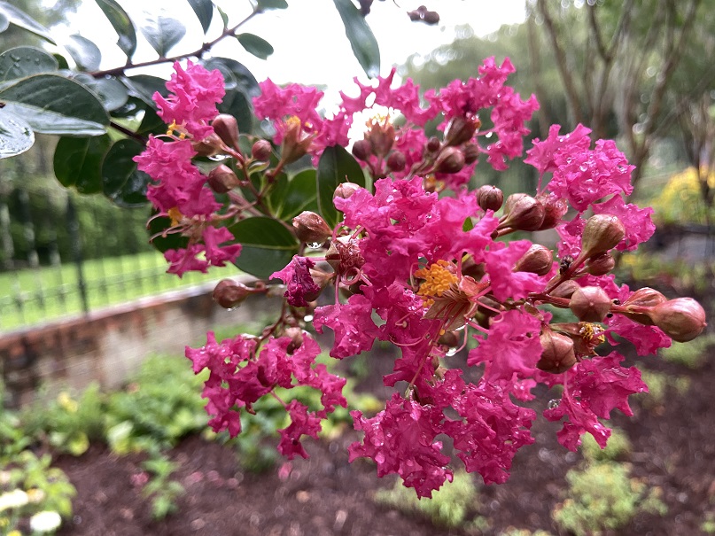 A flowering crape myrtle at Brookgreen Gardens. The flowers are pink and small. The bark is brown and smooth.