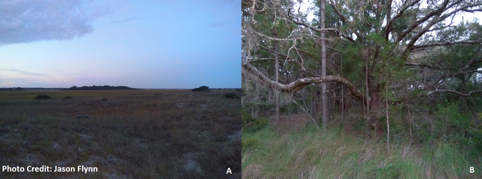 A)A wild live oak at Huntington Beach State Park, in the Coastal Zone. B) Drunken Jack Island at Huntington Beach State Park. A rare example of a geologic feature seen (islands) commonly in the Coastal Zone area south of the Grand Strand region in SC.
