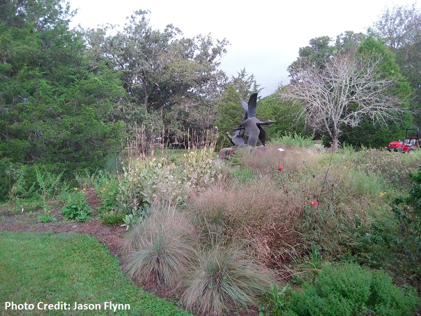 Heron, Grouse, and Loon looking at native plant bed Heron, Grouse, and Loon looking at native plant bed