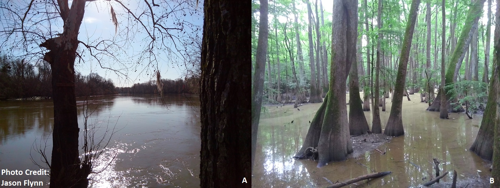 A)The Pee Dee River in the Lower Coastal Plain on the Marion-Florence county line B)Part of the Middle and Lower Coastal Plains and an ecological treasure of SC and for planet Earth – Congaree National Park. Roughly 10-15 miles from downtown Columbia.