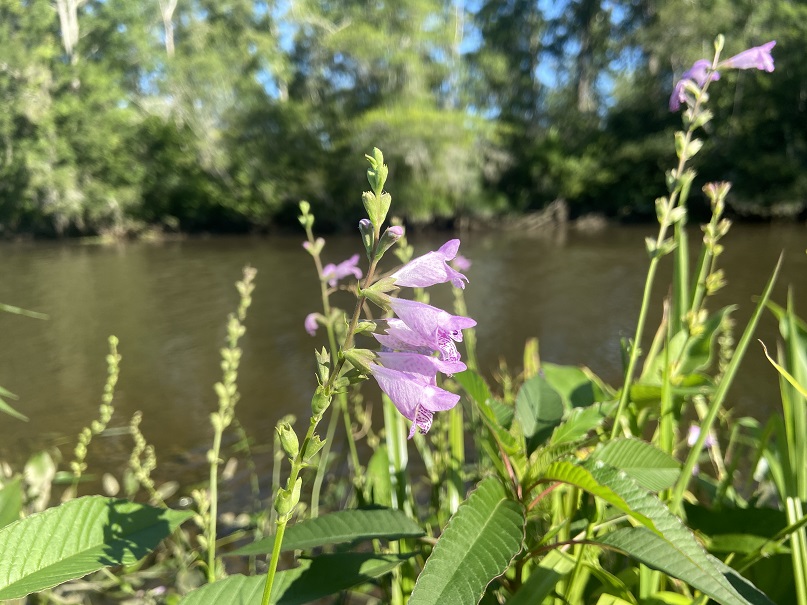 Physostegia or obedient plant's pink and white speckled flower growing at the Trail Beyond the Garden Wall