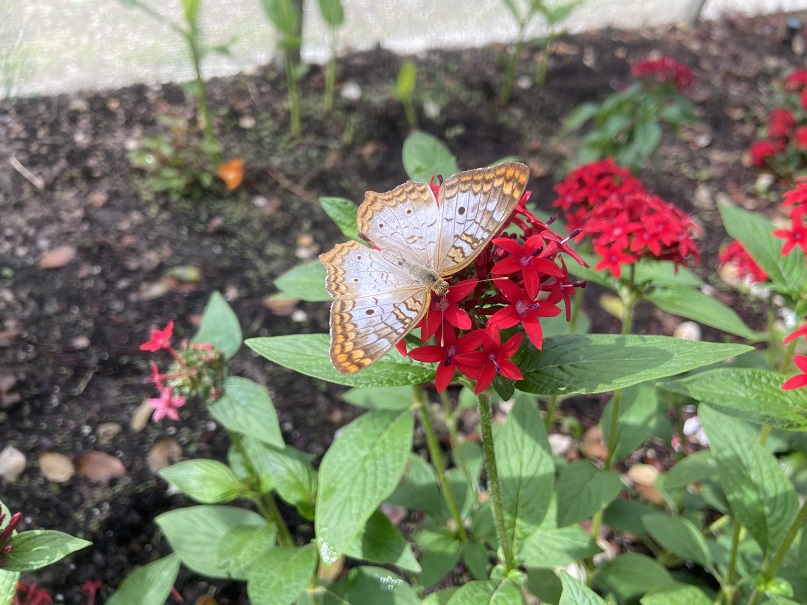 Butterfly Shaped Straw