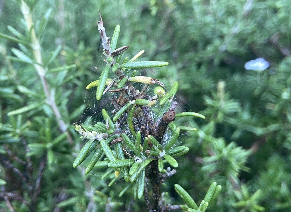 Webbing on rosemary.