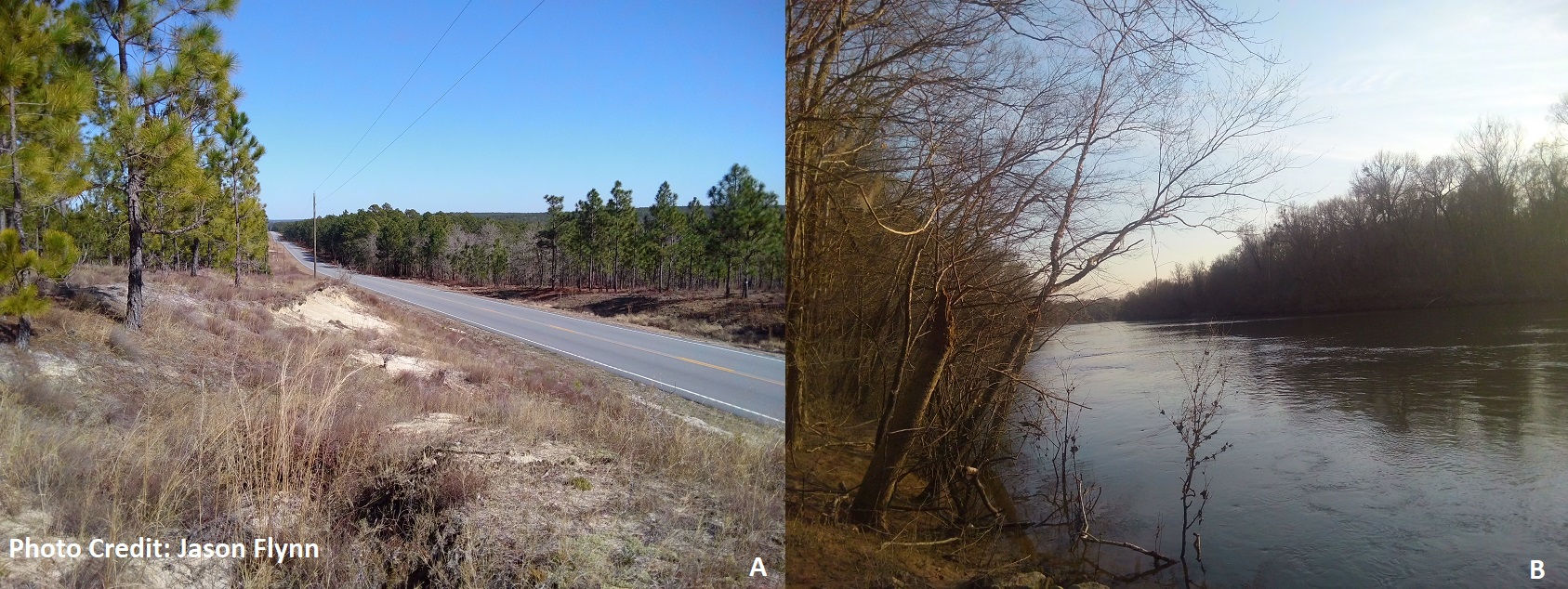A)Typical Sandhill landscape of the Upper Coastal Plain. B)Sunset at the Savannah River in rural Allendale county. Sands that sit atop layers of oceanic sediments from different geologic time scales; nearby rivers sit in the Lower and Middle Coastal Plain A)Typical Sandhill landscape of the Upper Coastal Plain. B)Sunset at the Savannah River in rural Allendale county. Sands that sit atop layers of oceanic sediments from different geologic time scales; nearby rivers sit in the Lower and Middle Coastal Plain