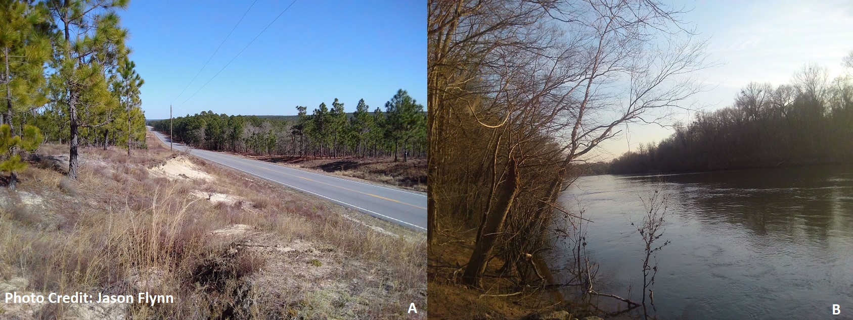 A)Typical Sandhill landscape of the Upper Coastal Plain. B)Sunset at the Savannah River in rural Allendale county. Sands that sit atop layers of oceanic sediments from different geologic time scales; nearby rivers sit in the Lower and Middle Coastal Plain