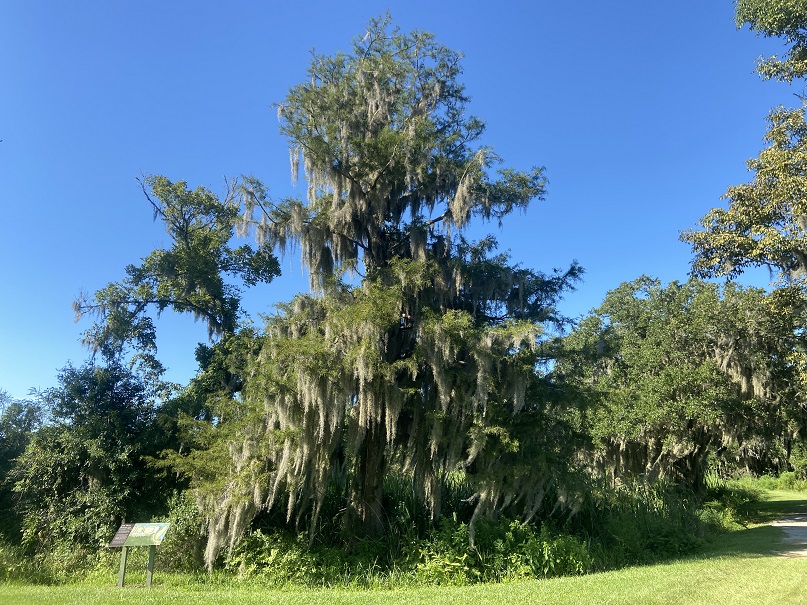 A bald cypress growing along the Trail Beyond the Garden Wall.