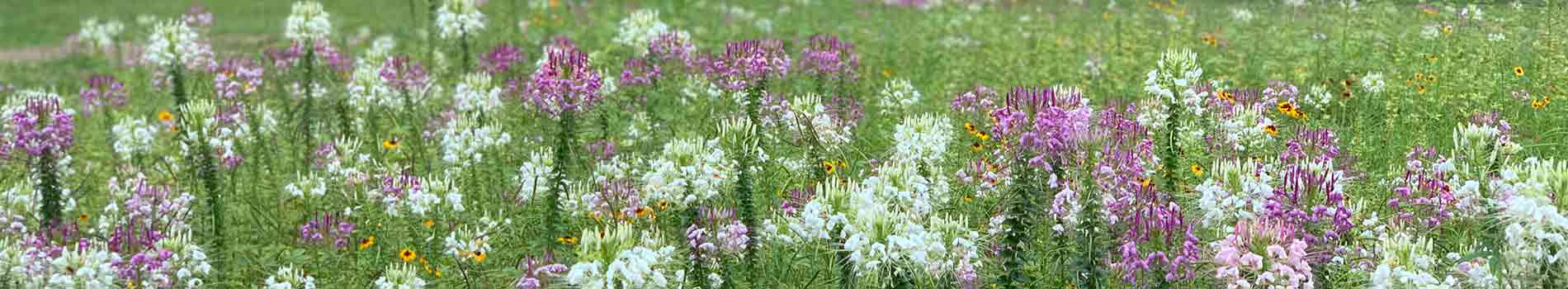 wildflowers at Brookgreen Gardens