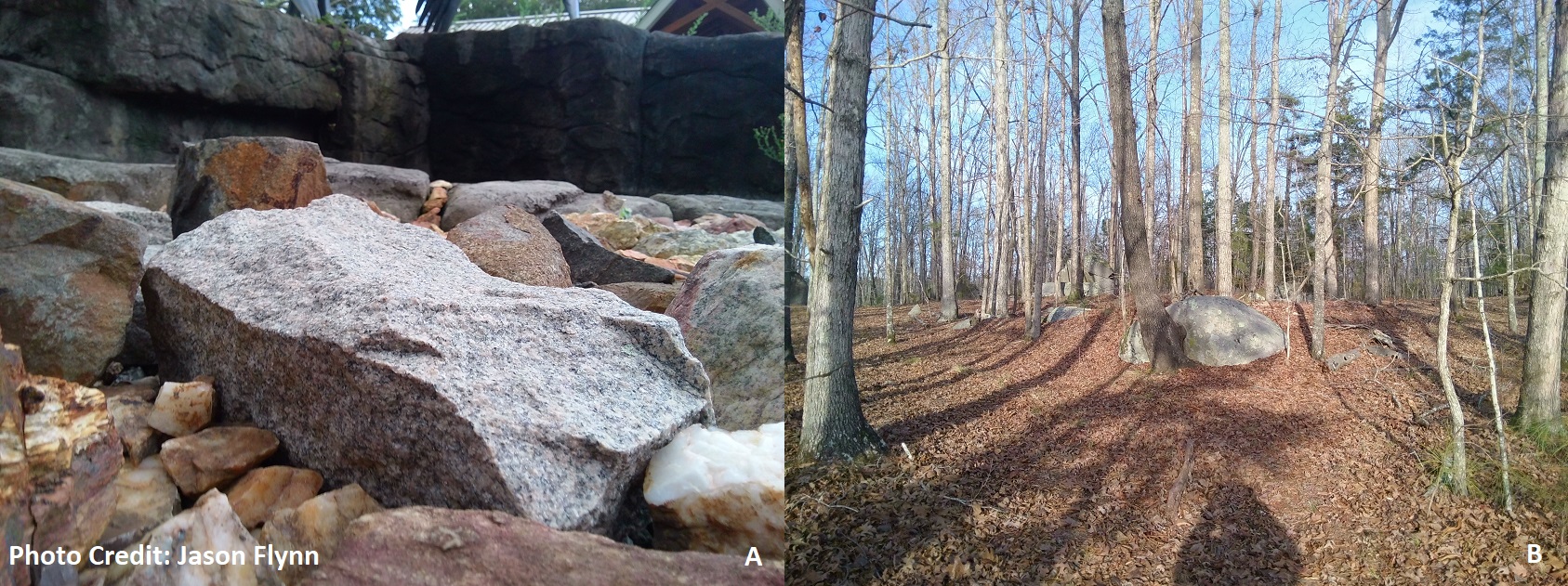 A) The South Carolina state rock on display – Winnsboro Blue Granite from the Carolina Slate Belt B) Winnsboro Blue Granite outcropping in nature