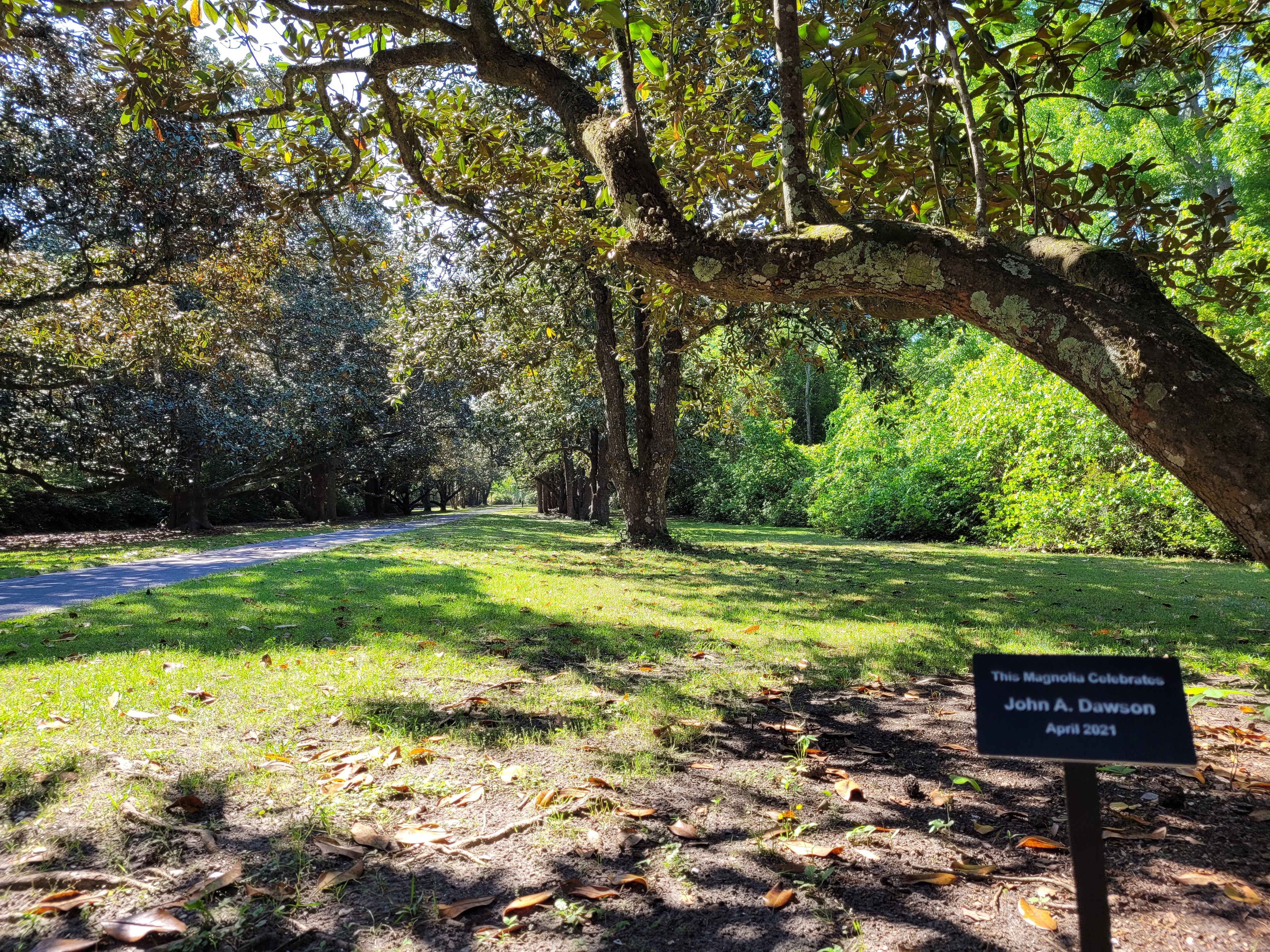 Magnolia Allee at Brookgreen