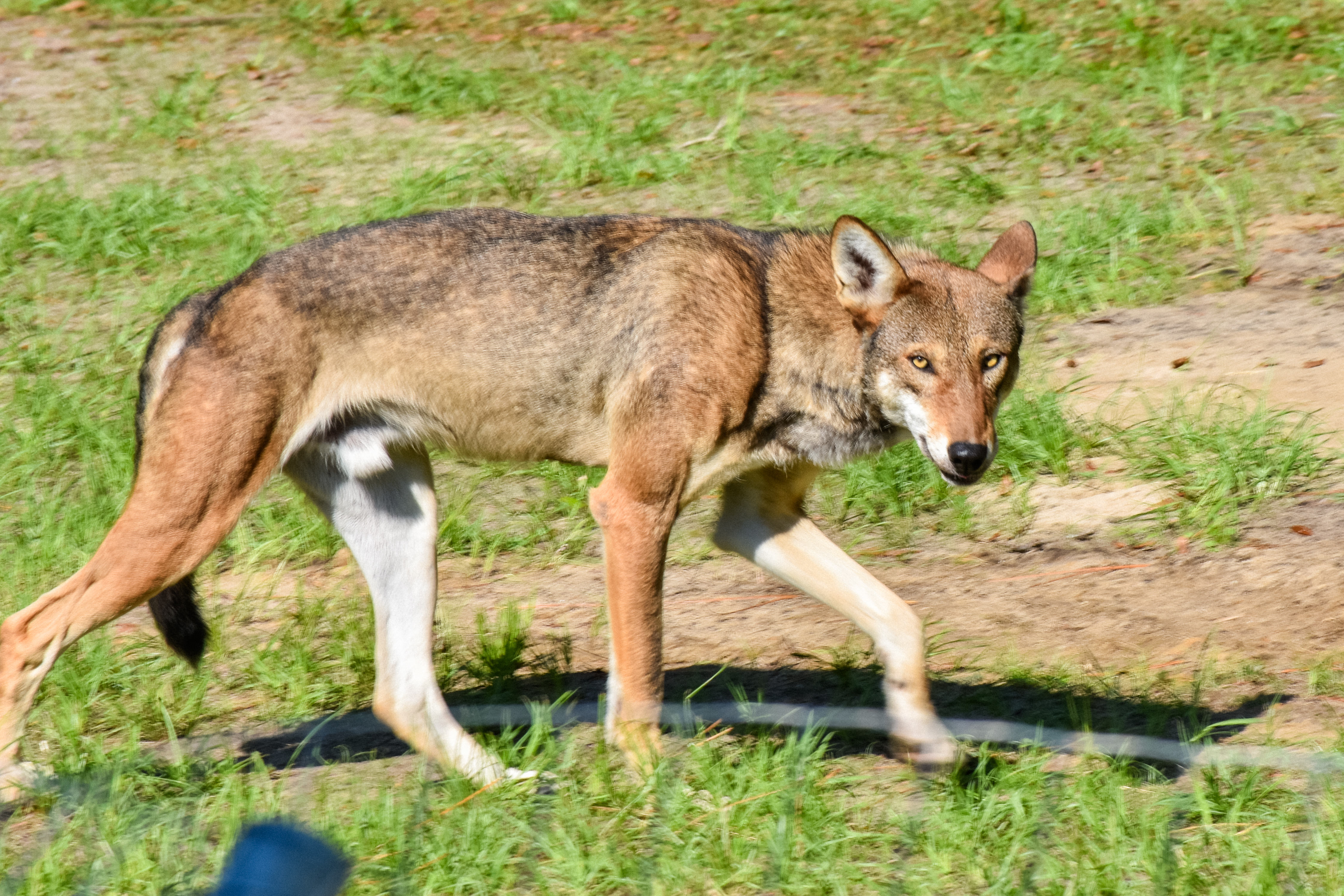 red wolf ridge