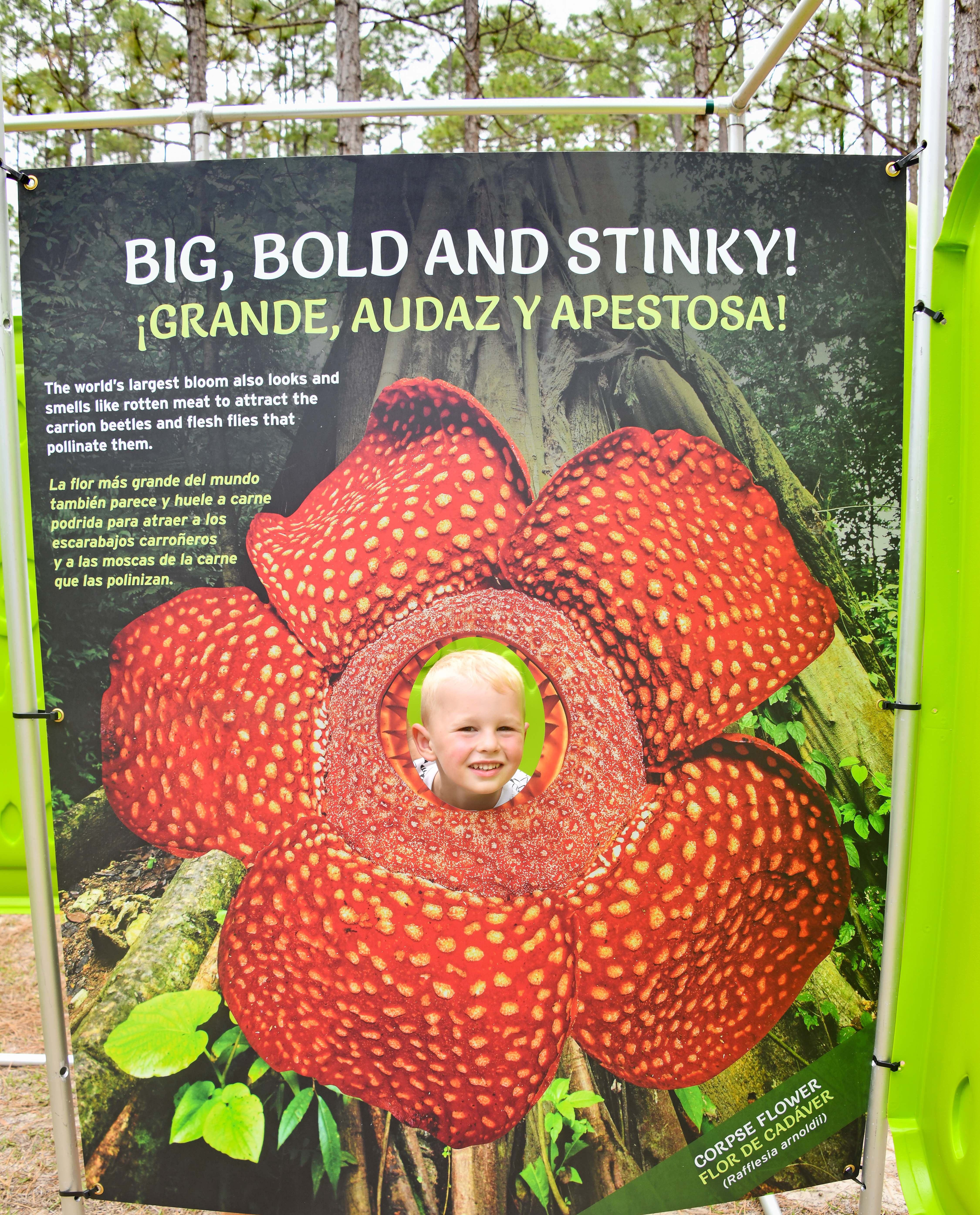 Pollinator Playground