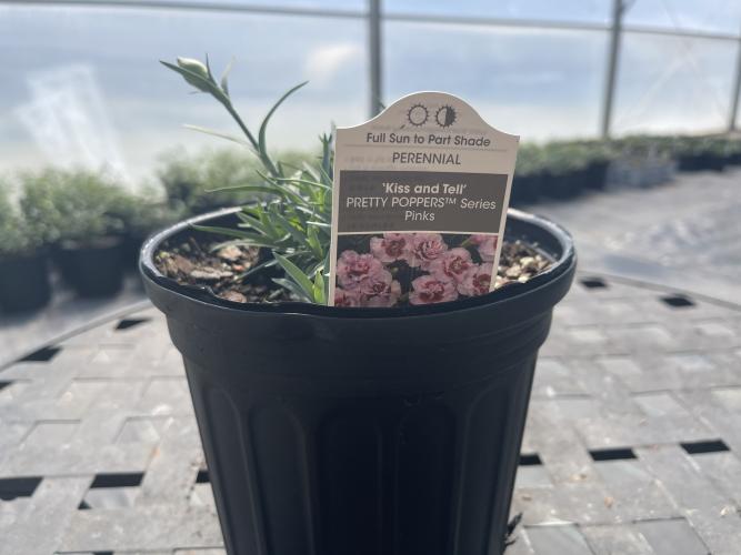 Spring Plant Sale Brookgreen